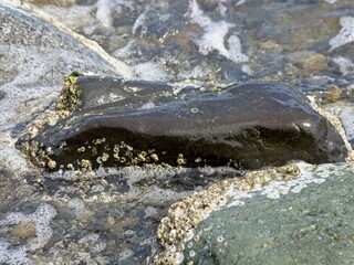 Textures of the beach with rocks, seaweed and driftwood