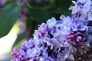 Bright photo of lilac blossom, violet-blue flowers, natural background