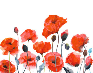 Watercolor red poppies. Composition of red poppies on a white background - obrazy, fototapety, plakaty