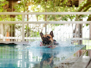 Movement of cute little French Bulldog splashing water when jumping into swimming pool. Frenchie...