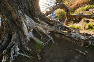 Roots old dead tree standing riverbank.
