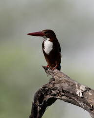 White Throated Kingfisher sitting on a tree branch at Sultanpur Bird Sanctuary, Haryana, India