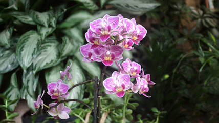 Miniature purple orchid