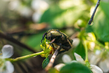 Cetonia aurata (Cetoniinae). beautiful beetle on a flower close-up