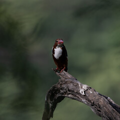 White Throated Kingfisher sitting on a tree branch at Sultanpur Bird Sanctuary, Haryana, India
