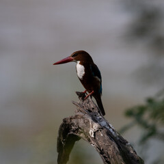 White Throated Kingfisher sitting on a tree branch at Sultanpur Bird Sanctuary, Haryana, India