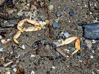 Textures of the beach with rocks, seaweed and crab remains strewn along the shore
