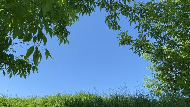 Scenic view through the branches of trees with green foliage on a clear blue sky on a sunny summer day. A sparrow bird swinging on a branch. Green grass and blue sky