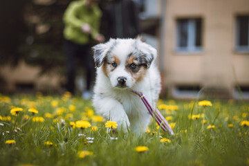 Furry devil in the form of an Australian Shepherd runs around the garden and enjoys his freedom. A white and brown puppy with a happy expression. Dandelion field
