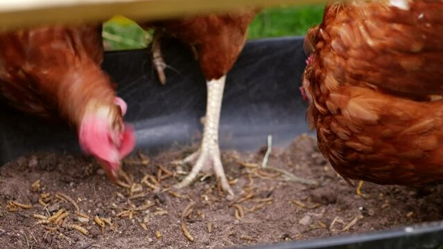 Hens feeding on dried meal worm food in farmyard 