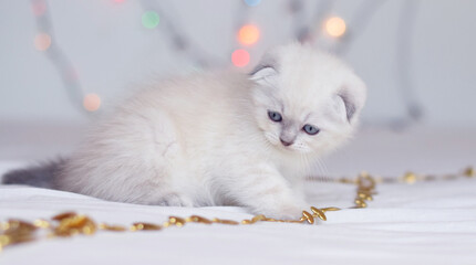 white kitten Scottish Fold and golden hearths