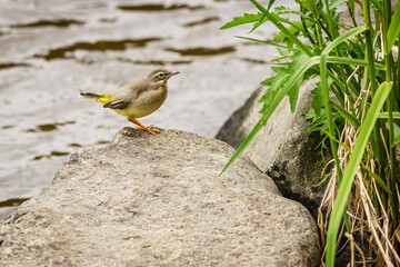 A young bird, the grey wagtail, perching on a grey stone by a river. Water in the background. Green grass growing on the bank.