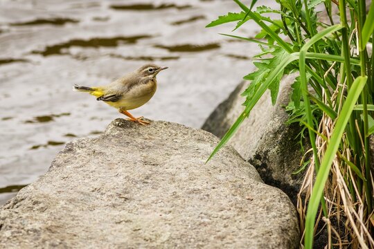 A young bird, the grey wagtail, perching on a grey stone by a river. Water in the background. Green grass growing on the bank.