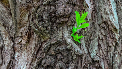 Tree bark with new green sprout 
