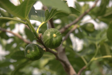 Figs on the tree.