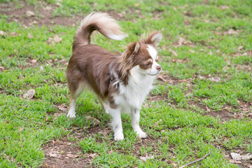 Naklejka na ściany i meble Cute long-haired chihuahua puppy is standing on a green grass in the spring park and looking away. Pet animals. Purebred dog.