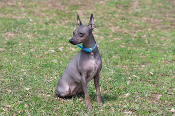 American hairless terrier puppy is sitting on a green grass in the spring park and looking away. Pet animals. Purebred dog.