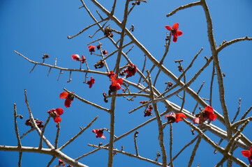 Beautiful red flowers on the tree Bombax Ceiba Blooms the Bombax Ceiba Lat. - Bombax ceiba or Cotton Tree