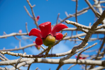 Beautiful red flowers on the tree Bombax Ceiba Blooms the Bombax Ceiba Lat. - Bombax ceiba or Cotton Tree