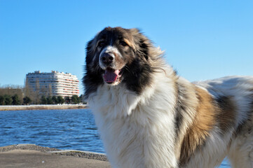 Beautiful Pyrenean Mountain Dog in the city, this is a sheepdog breed.