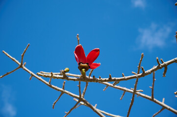 Beautiful red flowers on the tree Bombax Ceiba Blooms the Bombax Ceiba Lat. - Bombax ceiba or Cotton Tree
