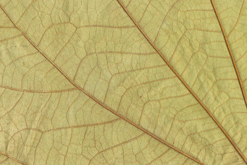 Naklejka na ściany i meble close up leaf and Plant, Abstract, Back Lit, Beauty, Beauty In Nature