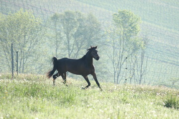 Deutsches Reitpony auf der Weide