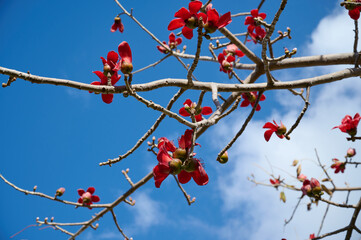 Beautiful red flowers on the tree Bombax Ceiba Blooms the Bombax Ceiba Lat. - Bombax ceiba or Cotton Tree