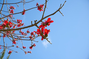 Beautiful red flowers on the tree Bombax Ceiba Blooms the Bombax Ceiba Lat. - Bombax ceiba or Cotton Tree