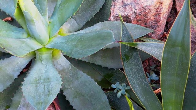 Green leaves of blue agave. American agave or pita is a plant native to Mexico, Spain used in production of tequila. Swan neck or dragon agaves in garden Tropical succulent cactus plants. Agave parryi