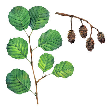Watercolor common alder or black alder branch and fruits. Alnus glutinosa isolated on white background. Hand drawn painting plant illustration.