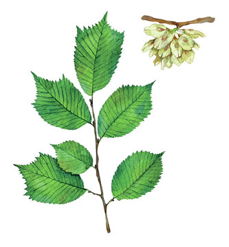 Watercolor wych elm or Scots elm branch and fruits. Ulmus glabra isolated on white background. Hand drawn painting plant illustration.