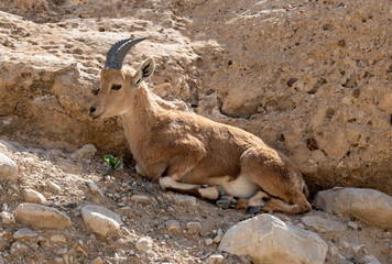 The mountain goat Oreamnos americanus lying on the rock, also known as the Rocky Mountain goat, is a hoofed mammal endemic to mountainous areas