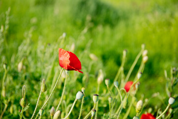 Red poppy flower in the green field at sun light