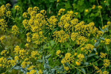 Woad flower on blue dark background