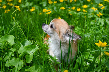 A cute  Chihuahua dog is sitting on a green meadow