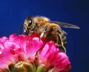 Biene auf Blüte