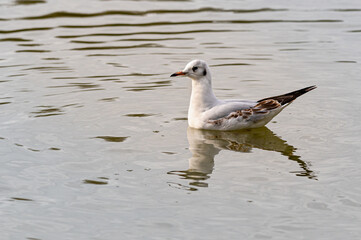 Black headed gulls, chroicocephalus ridibundus