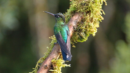 Fiery-throated hummingbird (Panterpe insignis) perched in a tree at the high altitude Paraiso...