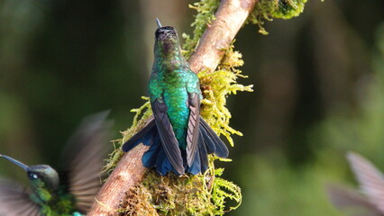 Fiery-throated hummingbird (Panterpe insignis) perched in a tree at the high altitude Paraiso...