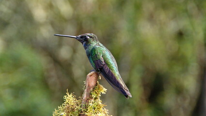 Talamanca hummingbird (Eugenes spectabilis) perched in a tree at the high altitude Paraiso Quetzal Lodge outside of San Jose, Costa Rica