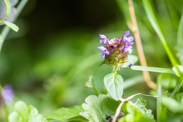Prunella vulgaris, self-heal, heal-all, woundwort, heart-of-the-earth, carpenter's herb, brownwort and blue curls purple flower growing on the field. Honey and medicinal plants in Europe. drug plants