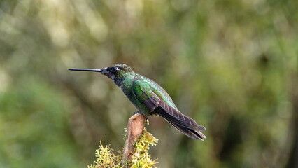 Fototapeta premium Talamanca hummingbird (Eugenes spectabilis) perched in a tree at the high altitude Paraiso Quetzal Lodge outside of San Jose, Costa Rica