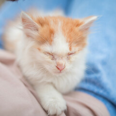 Beautiful little blue-eyed kitten on the lap of a girl in blue jeans.