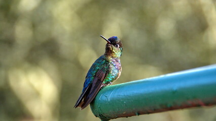 Fiery-throated hummingbird (Panterpe insignis) perched on a fence at the high altitude Paraiso Quetzal Lodge outside of San Jose, Costa Rica