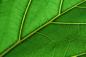 Green leaves background and texture the leaves of a fiddle leaf fig tree
