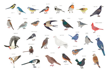 Garden birds vector illustrations set - 506707608