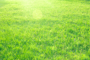 Naklejka na ściany i meble Fresh green grass lawn in sunlight, landscaping in the garden for background