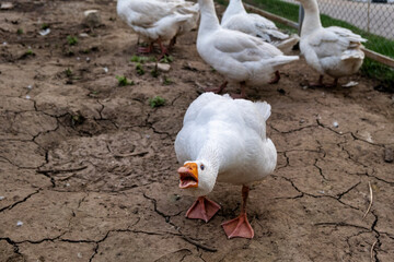 white goose in the farm