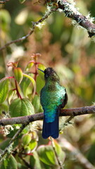 Fototapeta premium Fiery-throated hummingbird (Panterpe insignis) perched in a tree at the high altitude Paraiso Quetzal Lodge outside of San Jose, Costa Rica